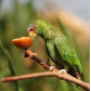 White-fronted Amazon