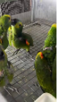 vẹt Blue-fronted Amazon