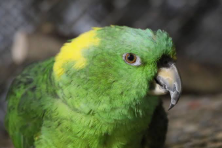 vẹt Blue-fronted Amazon