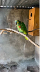 vẹt Blue-fronted Amazon
