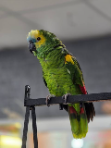 vẹt Blue-fronted Amazon