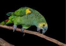 vẹt Blue-fronted Amazon
