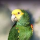 Double Yellow-headed Amazon