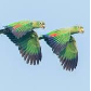 Mealy Amazon