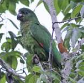 Black-billed Amazon