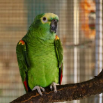 vẹt Blue-fronted Amazon