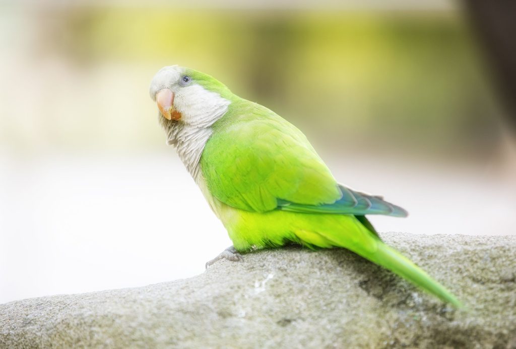 Tất tần tật về vẹt Monk Parakeet (vẹt Quaker xanh lá). Khám phá bản năng xây tổ độc đáo, khả năng học nói siêu đỉnh và bảng giá mới nhất.
