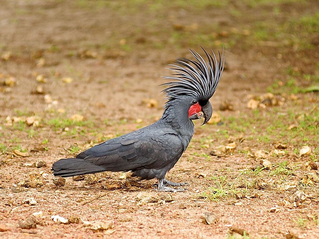 Vẹt Palm Cockatoo giá rẻ