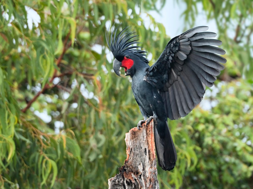 Vẹt Palm Cockatoo thanh lý