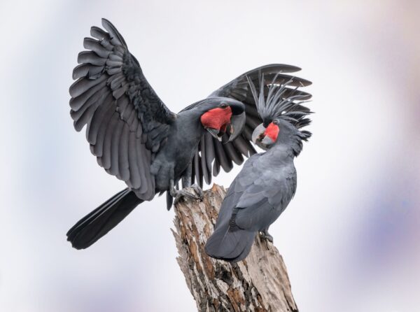 Vẹt Palm Cockatoo sinh sản