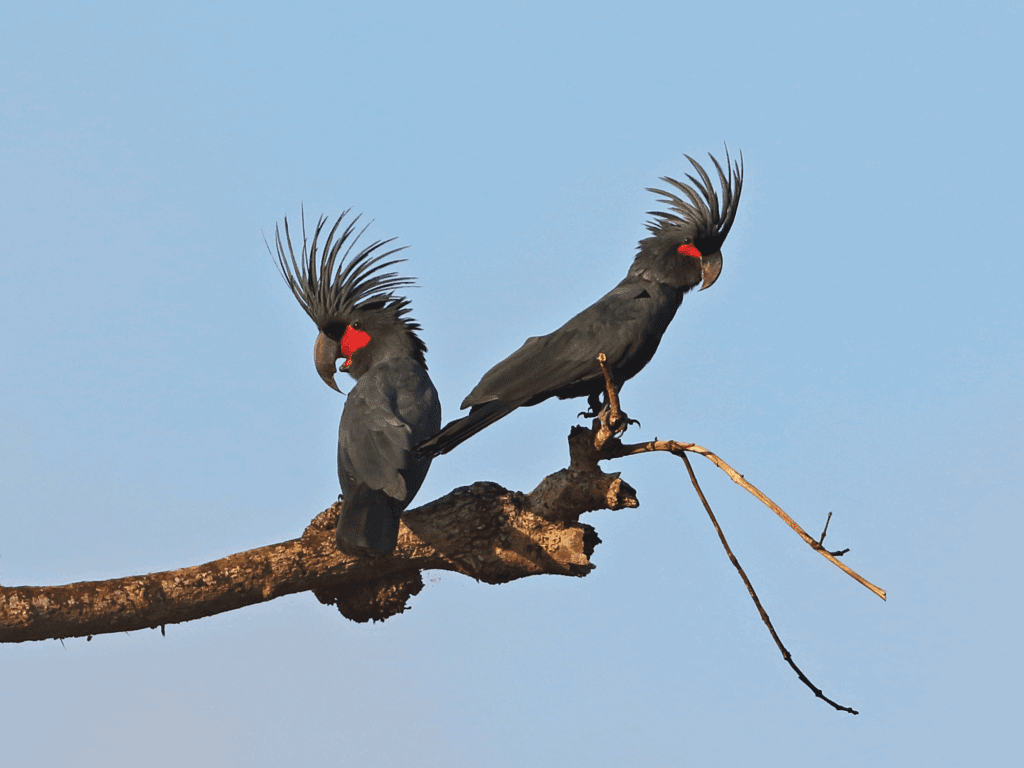 Vẹt Palm Cockatoo