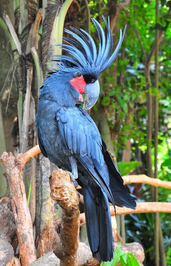 Vẹt Palm Cockatoo