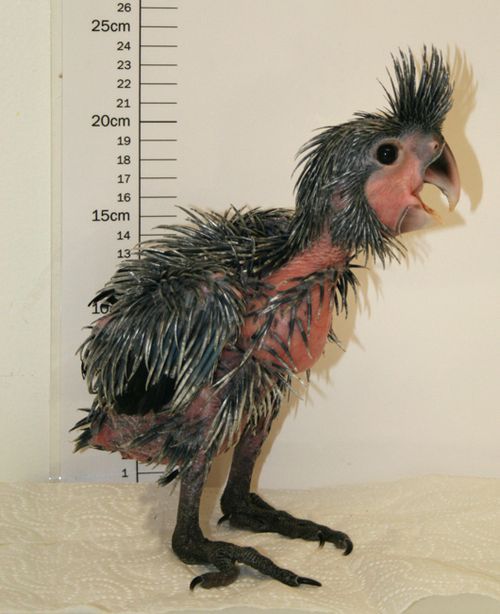 Vẹt Palm Cockatoo baby