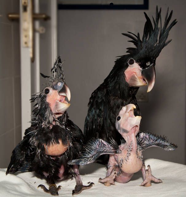 Vẹt Palm Cockatoo chim con