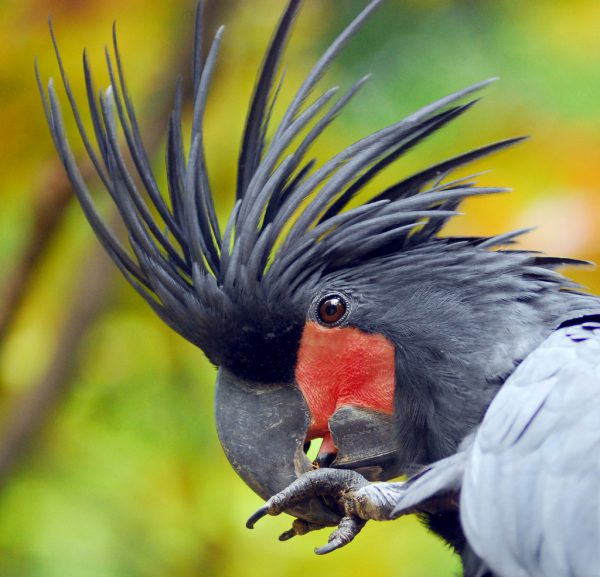 shop bán vẹt Palm Cockatoo