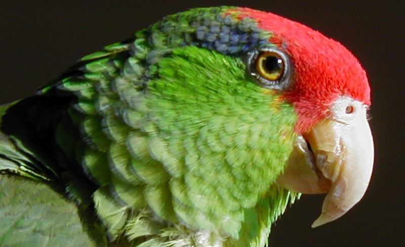 Red Faced Amazon