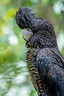 shop bán Vẹt Red-tailed Black Cockatoo