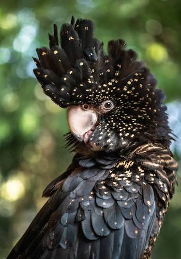 Vẹt Red-tailed Black Cockatoo giá rẻ