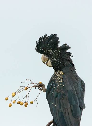 Vẹt Red-tailed Black Cockatoo
