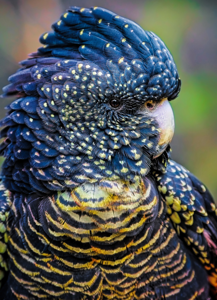 Vẹt Red-tailed Black Cockatoo thanh lý