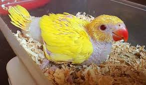Vẹt Ringneck baby