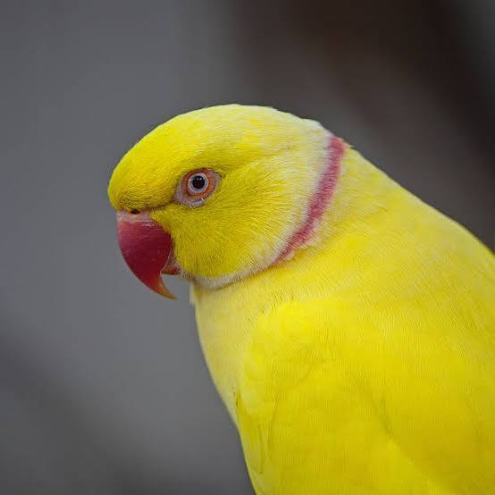 Vẹt ringneck trống