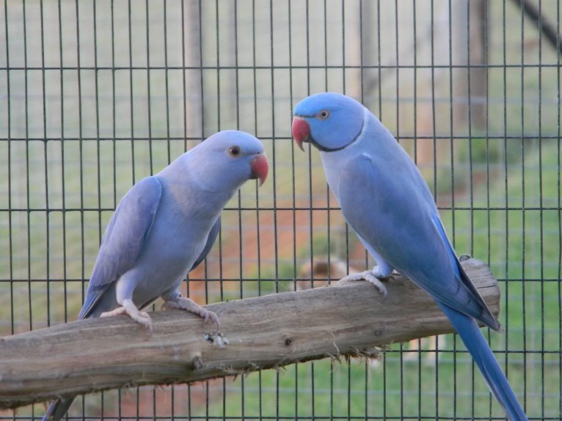 vẹt ringneck violet cảnh