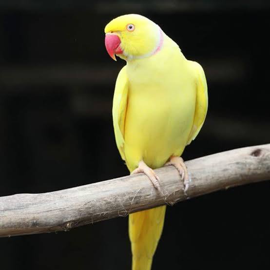 vẹt ringneck yellow