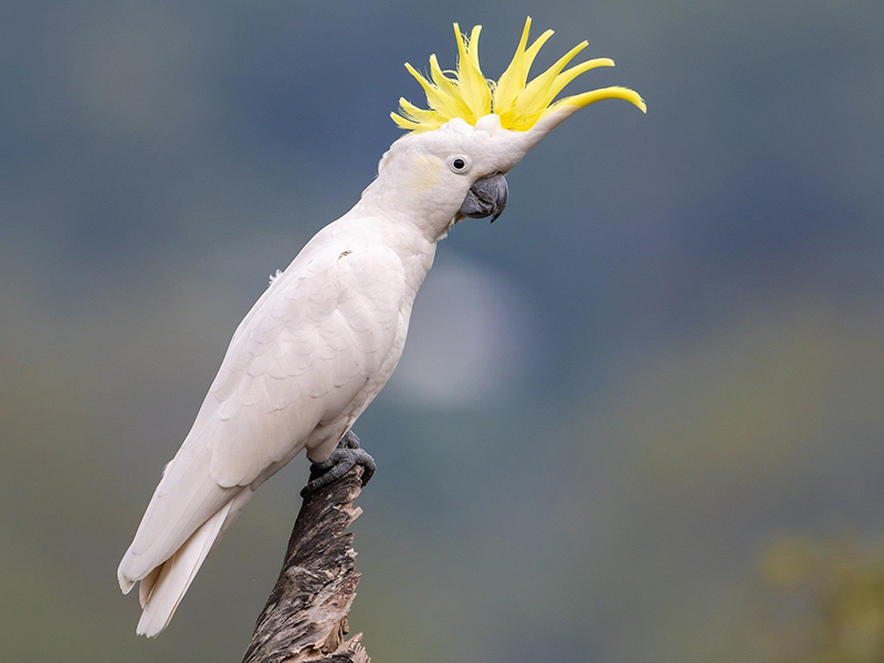 Vẹt Sulphur Crested Cockatoo đẹp