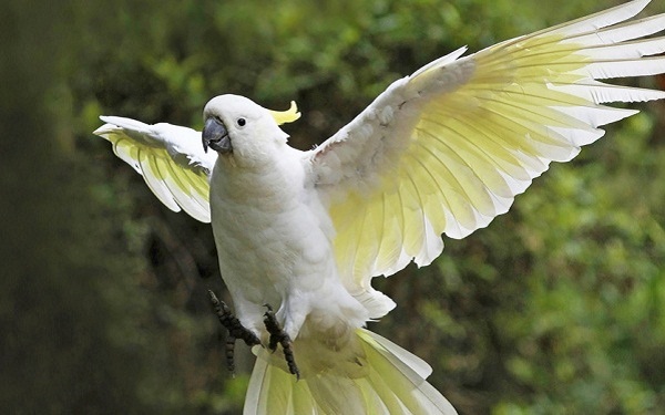 Vẹt Sulphur Crested Cockatoo giá rẻ