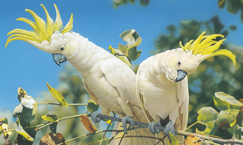Vẹt Sulphur Crested Cockatoo giá bán