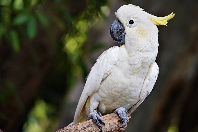 shop bán vẹt Sulphur Crested Cockatoo
