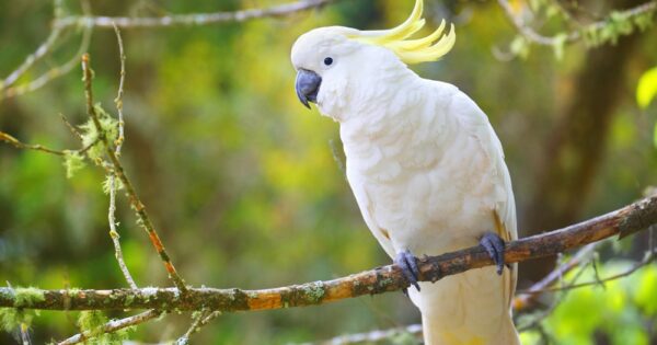 Vẹt Sulphur Crested Cockatoo