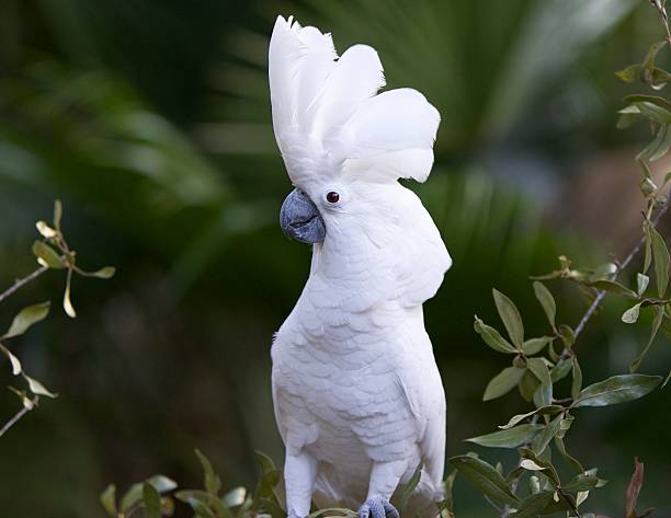 Vẹt Umbrella Cockatoo