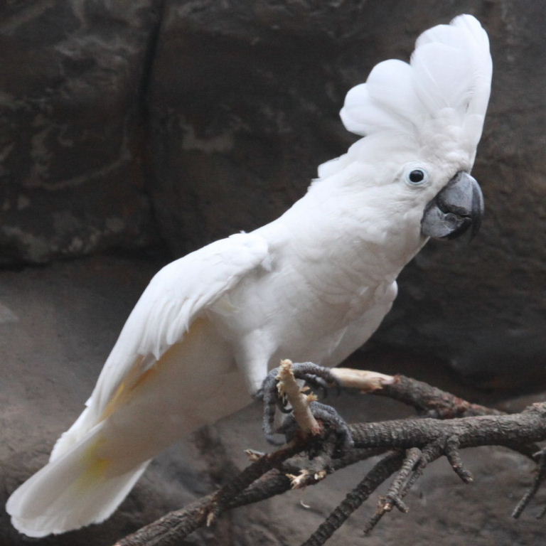 giá vẹt Umbrella Cockatoo