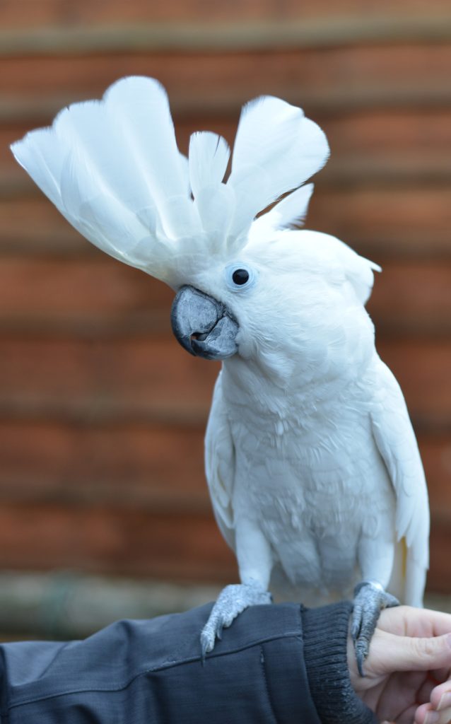 Tất tần tật về vẹt Umbrella Cockatoo (vẹt mào thiên nga). Khám phá chiếc mào chiếc ô độc đáo, tính cách siêu quấn chủ và cập nhật giá bán mới nhất.
