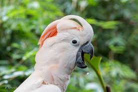 vẹt Moluccan Cockatoo đẹp