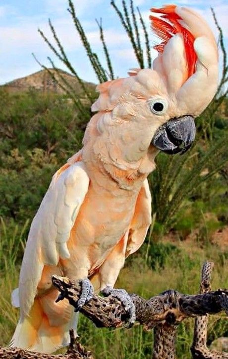 vẹt Moluccan Cockatoo giá rẻ