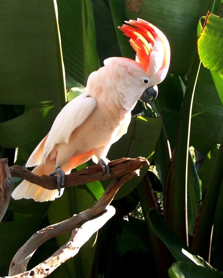 vẹt Moluccan Cockatoo thanh lý