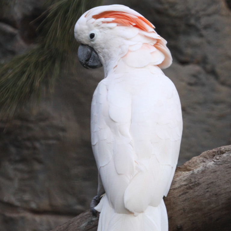 vẹt Moluccan Cockatoo