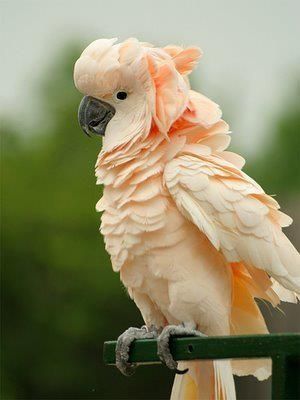shop bán vẹt Moluccan Cockatoo