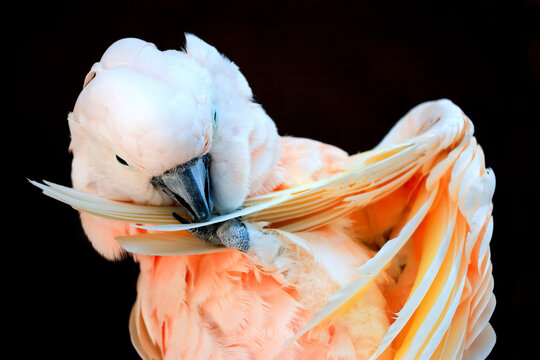 vẹt Moluccan Cockatoo đẹp
