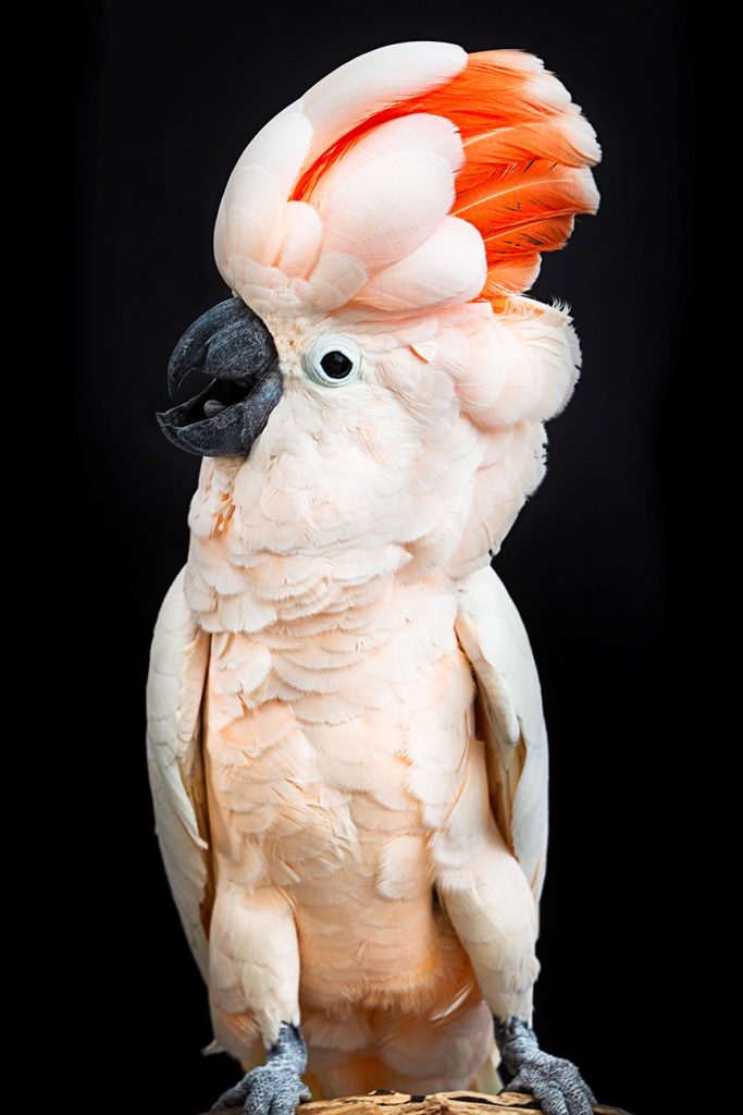 vẹt Moluccan Cockatoo nói giỏi
