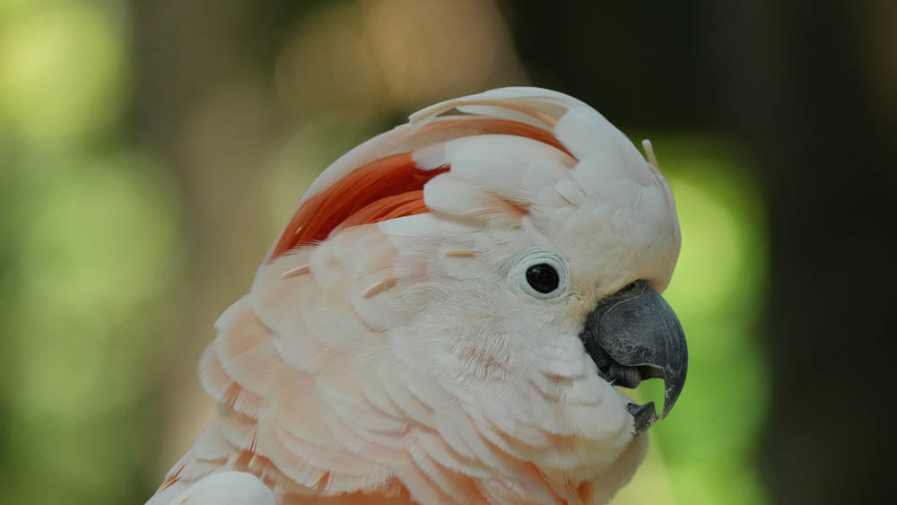 vẹt Moluccan Cockatoo