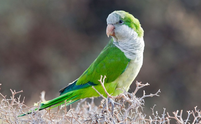 Vẹt Monk Parakeet