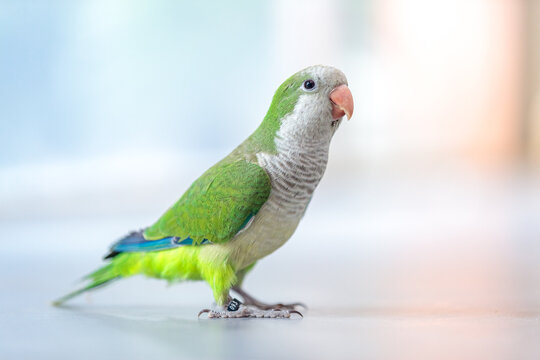 Vẹt Monk Parakeet