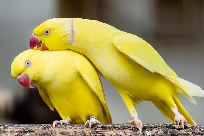 vẹt ringneck sinh sản
