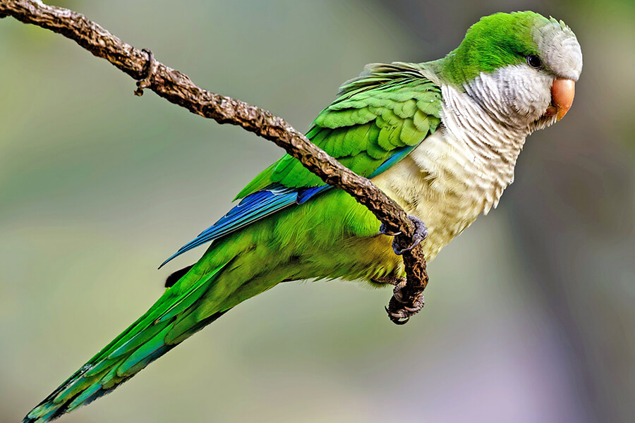 Vẹt Monk Parakeet