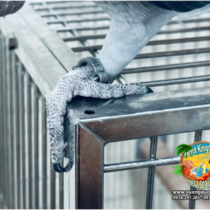 Vòng inox đeo chân vẹt - Ảnh 2
