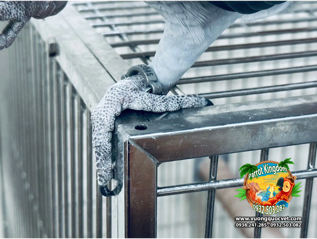 Vòng inox đeo chân vẹt - Ảnh 2